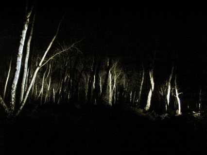 dark wood