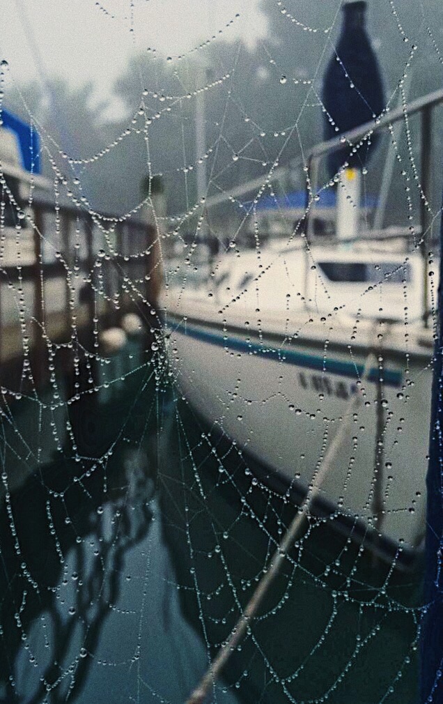 Spiderweb
