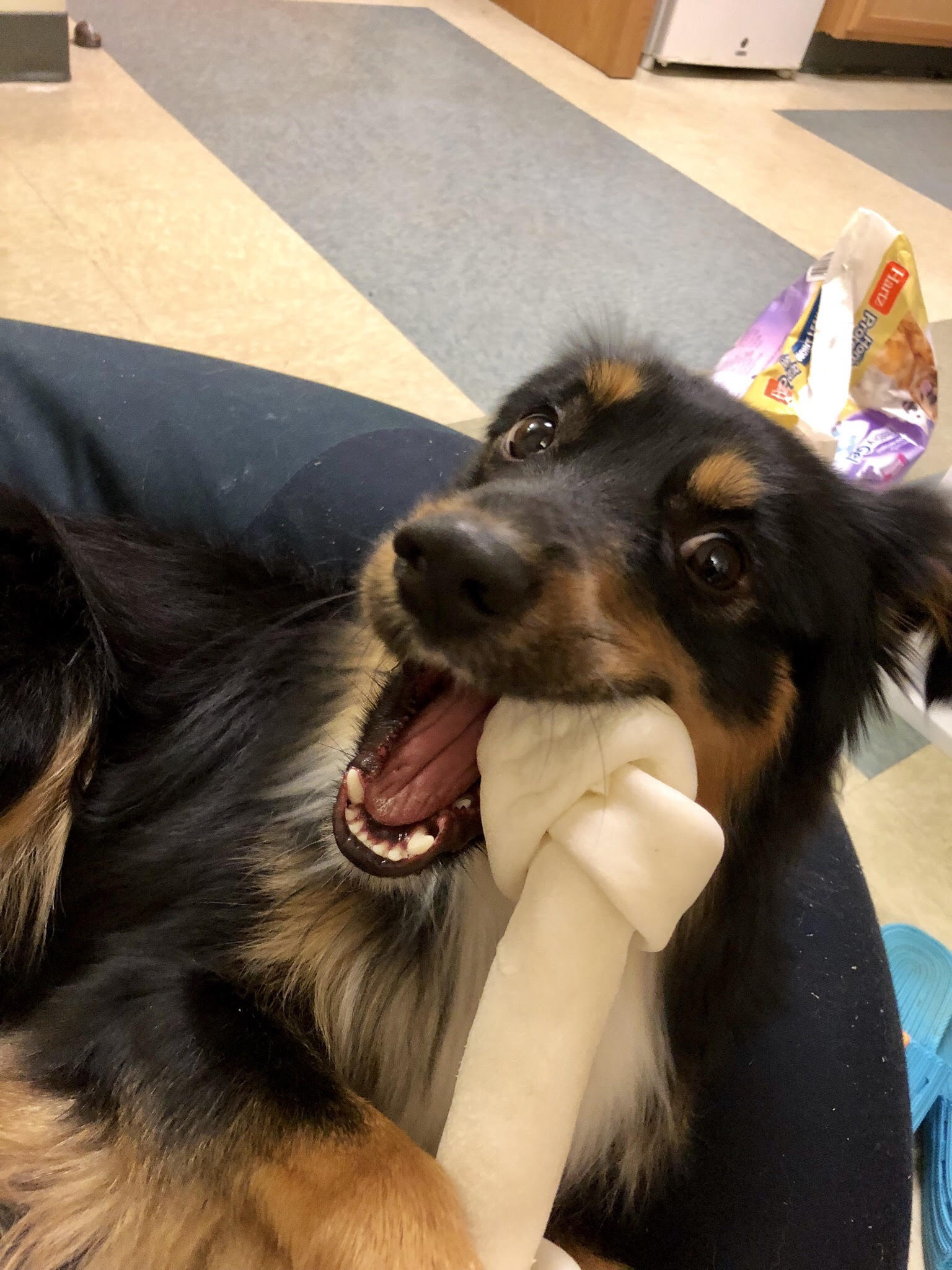 dog